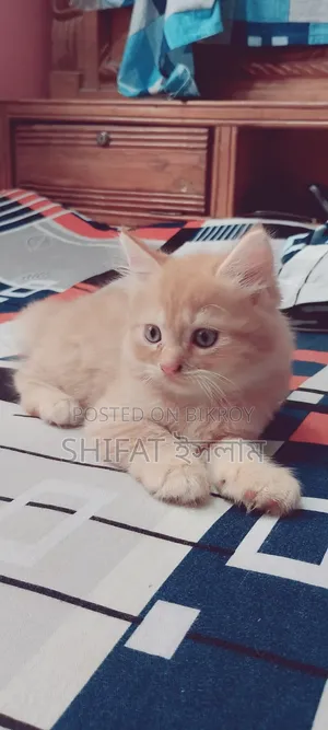 ১-৩ মাসের মেল পিওরব্রেড পার্সিয়ান