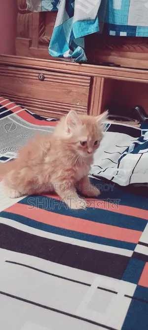 ১-৩ মাসের মেল পিওরব্রেড পার্সিয়ান