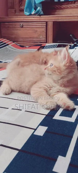 ১-৩ মাসের মেল পিওরব্রেড পার্সিয়ান