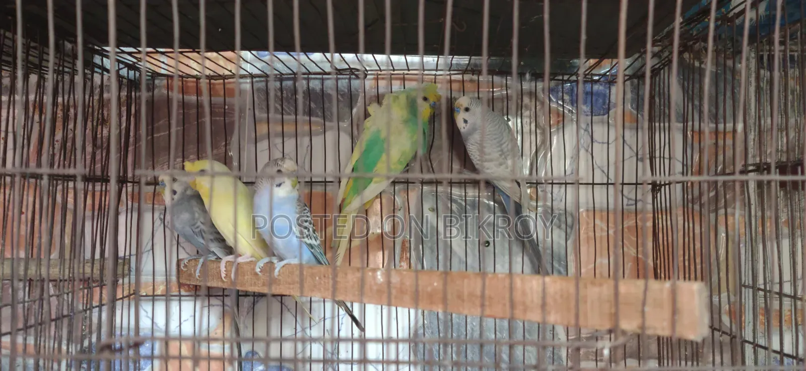 বাজিগর ও ঘুঘু পাখি