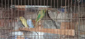 Budgerigar and Dove Birds