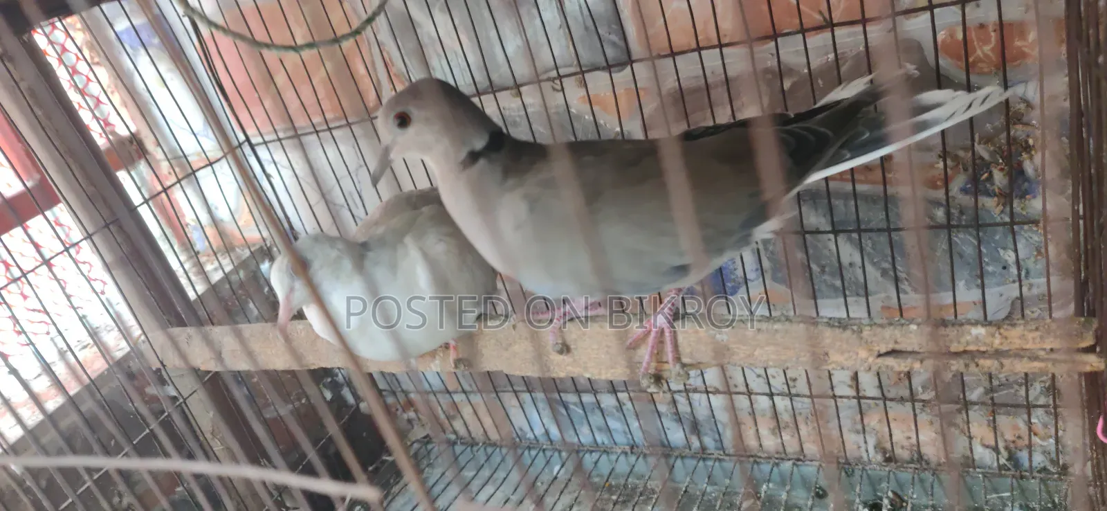 বাজিগর ও ঘুঘু পাখি