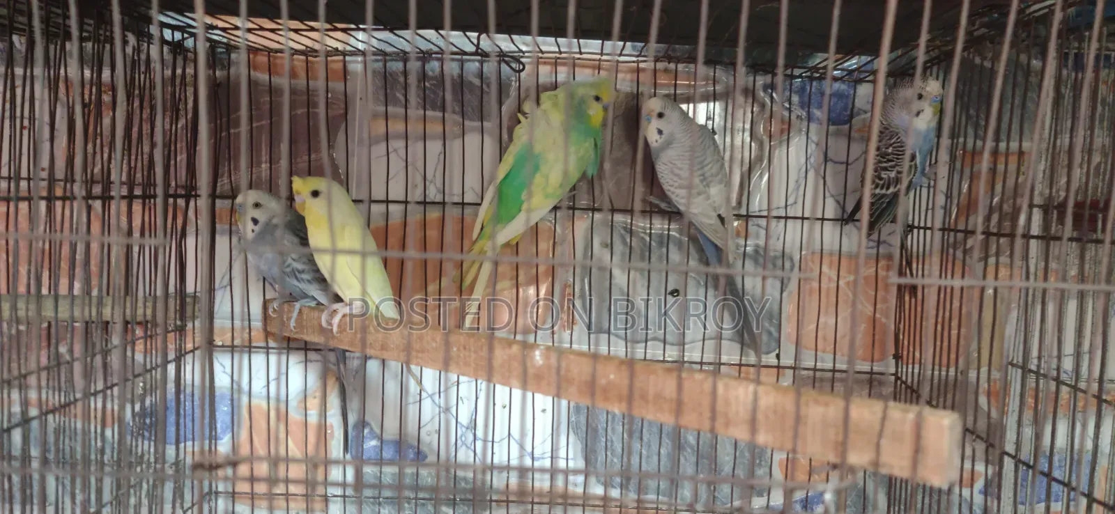 বাজিগর ও ঘুঘু পাখি