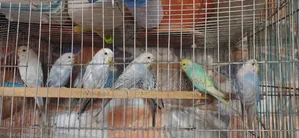 বাজিগর ও ঘুঘু পাখি