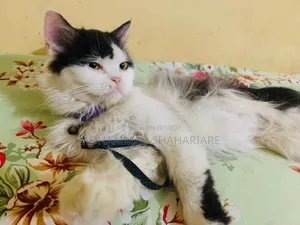 ১+ বছরের পুরুষ মিক্সড ব্রিড পার্সিয়ান