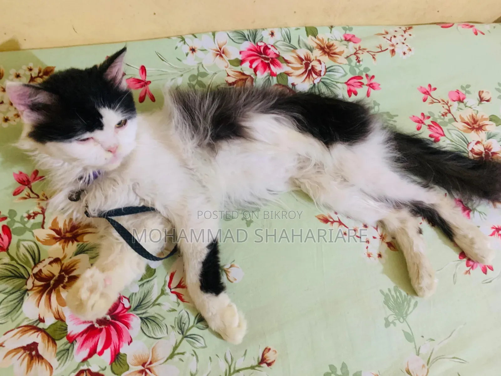 ১+ বছরের পুরুষ মিক্সড ব্রিড পার্সিয়ান