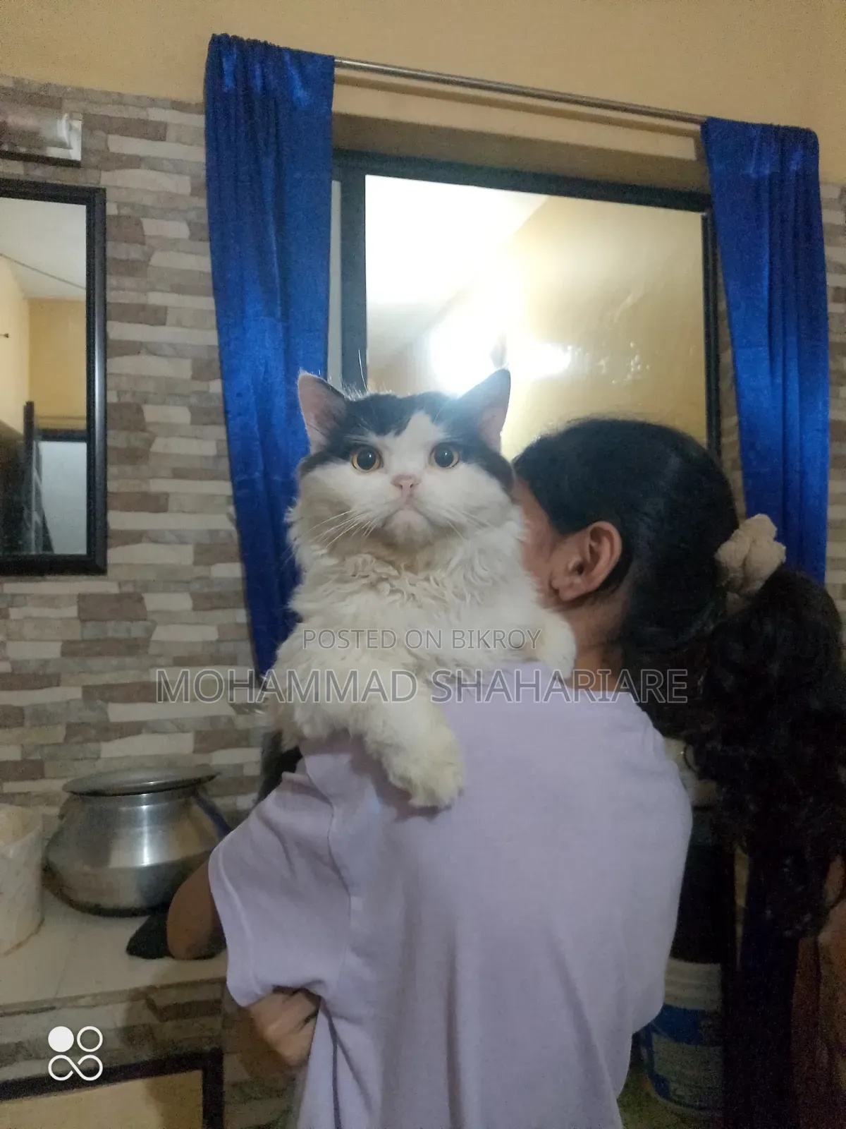 ১+ বছরের পুরুষ মিক্সড ব্রিড পার্সিয়ান