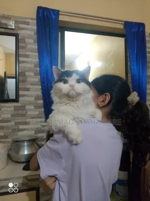 ১+ বছরের পুরুষ মিক্সড ব্রিড পার্সিয়ান