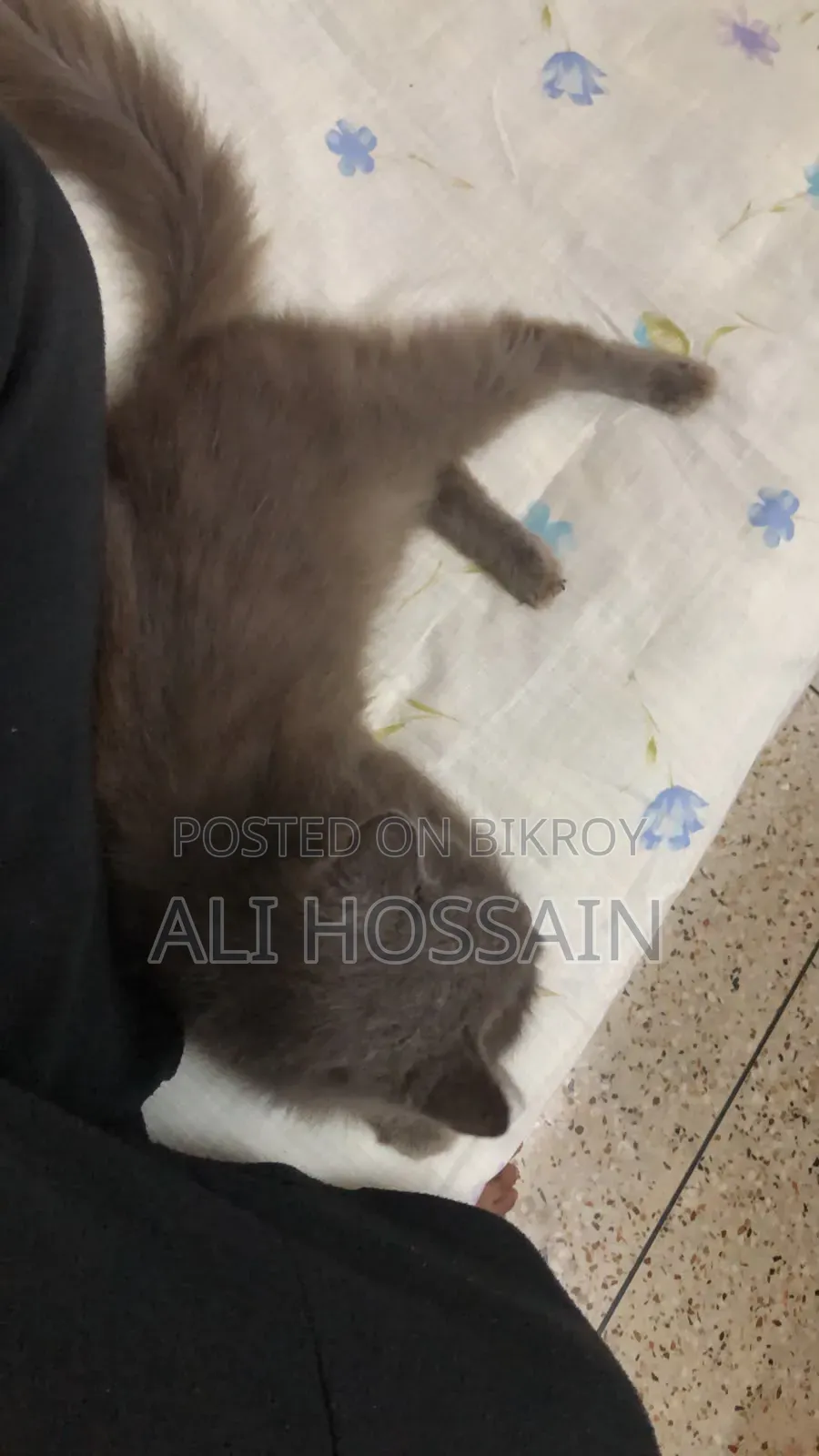 ৬-১২ মাস বয়সী ফিমেল পিওরব্রেড পার্সিয়ান