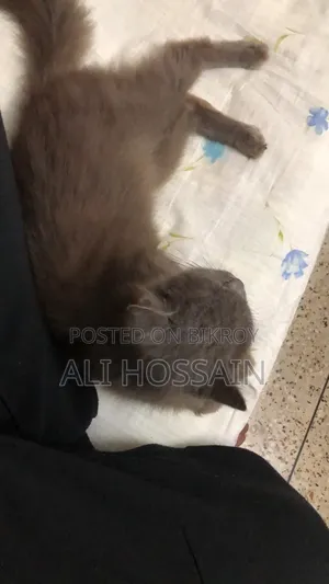 ৬-১২ মাস বয়সী ফিমেল পিওরব্রেড পার্সিয়ান