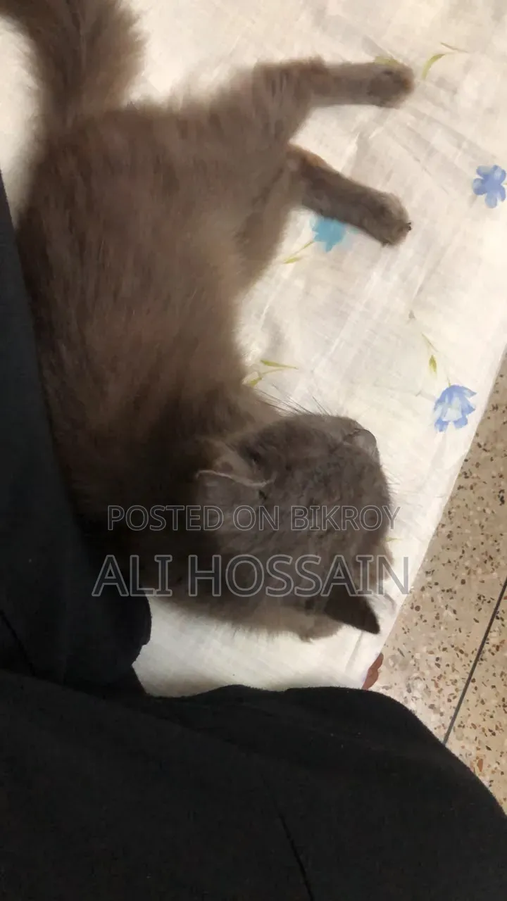 ৬-১২ মাস বয়সী ফিমেল পিওরব্রেড পার্সিয়ান