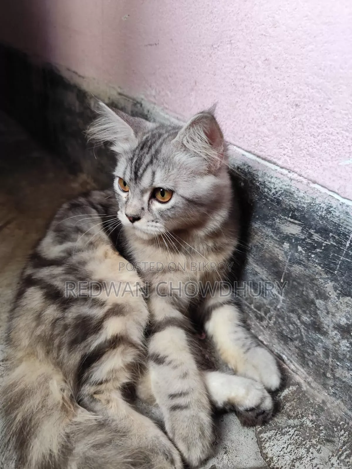 ৩-৬ মাসের মেল পিওরব্রেড পার্সিয়ান