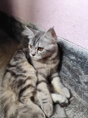 ৩-৬ মাসের মেল পিওরব্রেড পার্সিয়ান