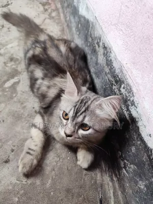 ৩-৬ মাসের মেল পিওরব্রেড পার্সিয়ান