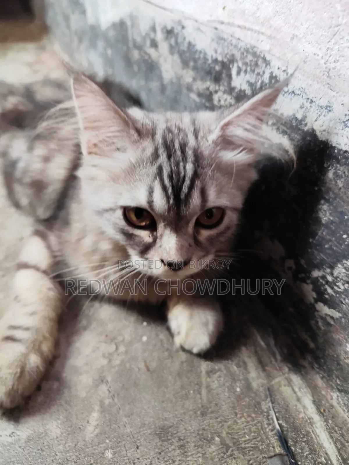 ৩-৬ মাসের মেল পিওরব্রেড পার্সিয়ান
