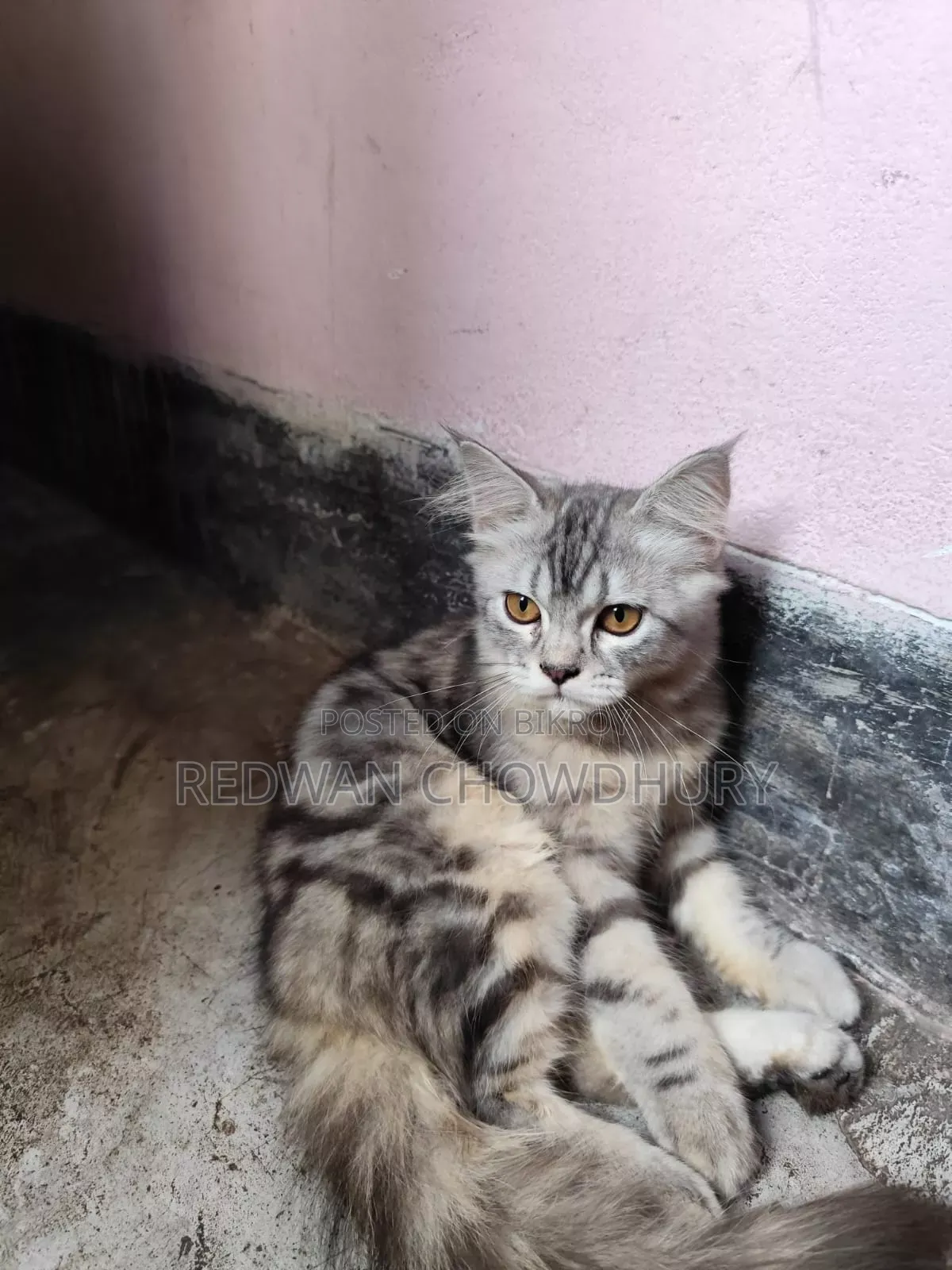 ৩-৬ মাসের মেল পিওরব্রেড পার্সিয়ান