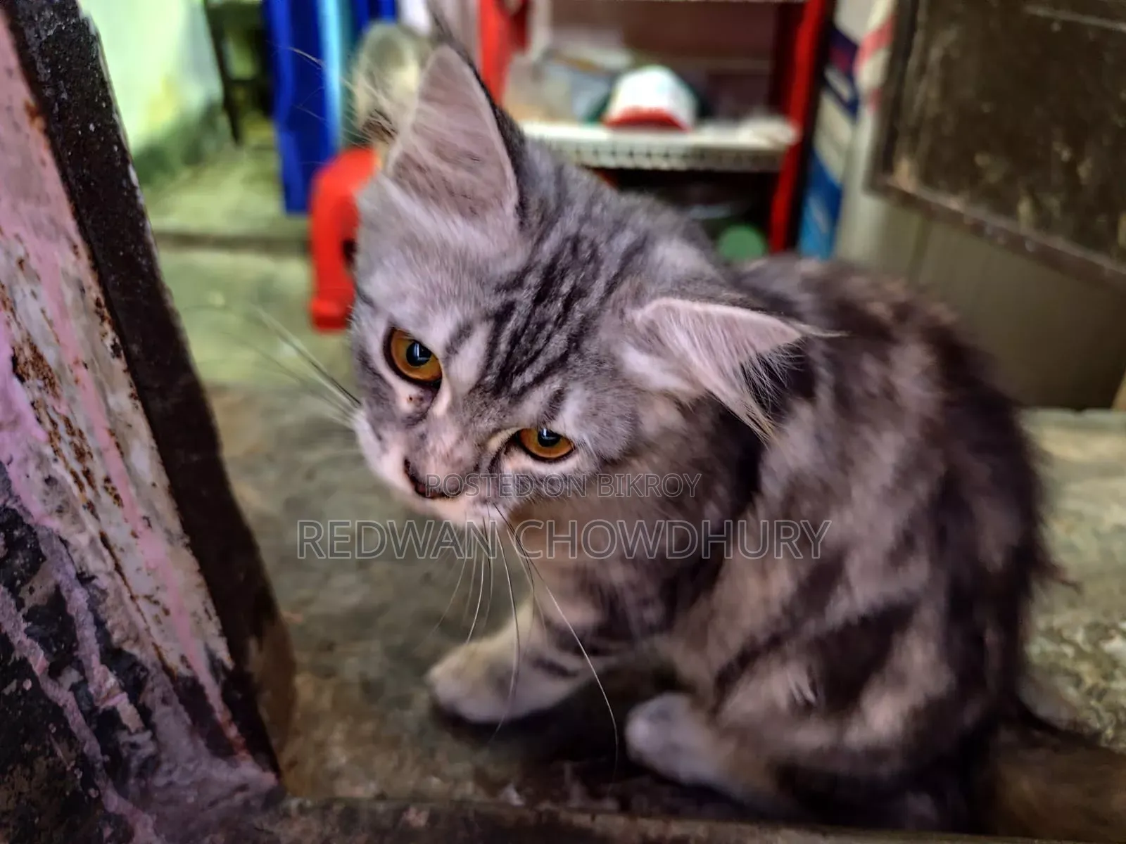 ৩-৬ মাসের মেল পিওরব্রেড পার্সিয়ান