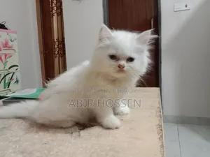 ১-৩ মাসের ফিমেল পিওরব্রেড পার্সিয়ান