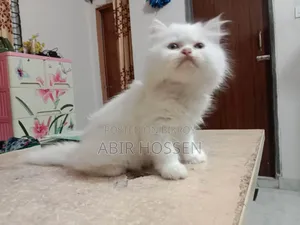১-৩ মাসের ফিমেল পিওরব্রেড পার্সিয়ান