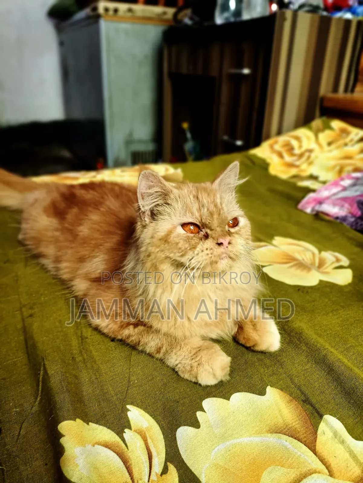 ১+ বছরের মহিলা খাঁটি পার্সিয়ান