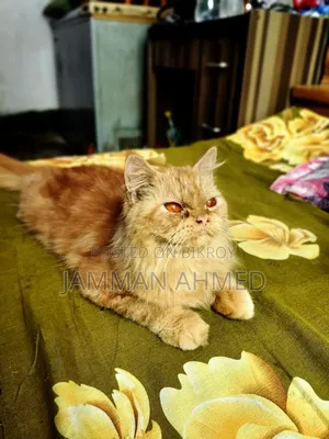 ১+ বছরের মহিলা খাঁটি পার্সিয়ান
