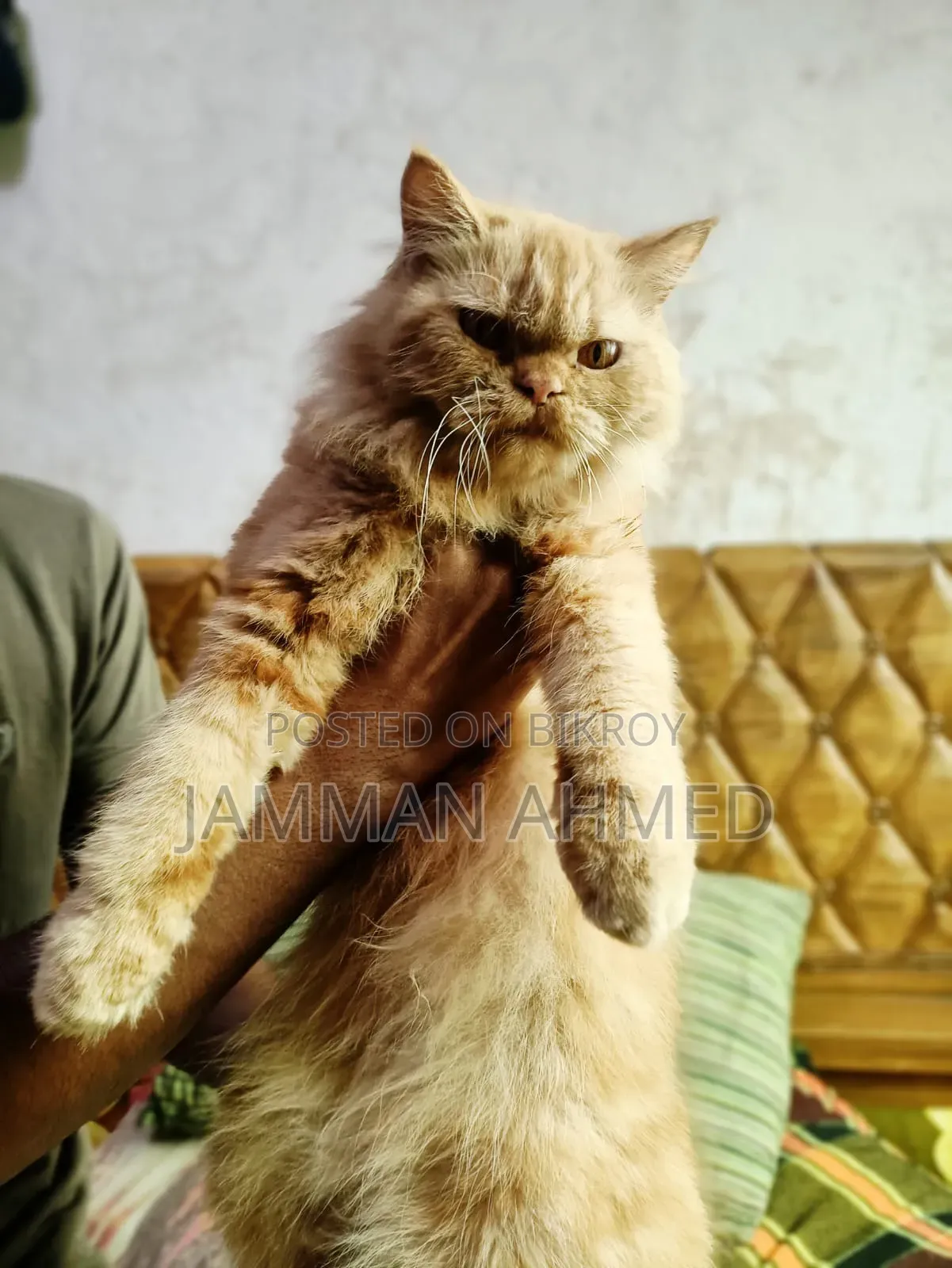 ১+ বছরের মহিলা খাঁটি পার্সিয়ান