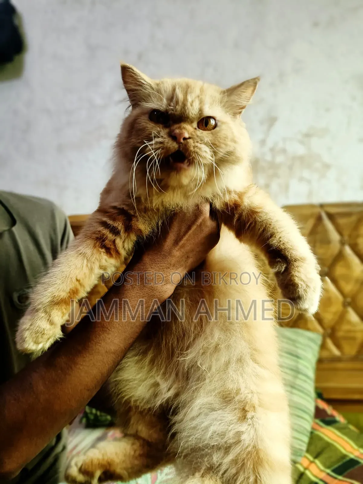 ১+ বছরের মহিলা খাঁটি পার্সিয়ান