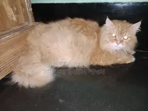 ৬-১২ মাস বয়সী ফিমেল পিউরব্রেড পার্সিয়ান