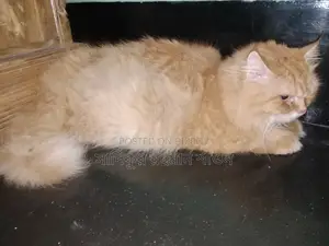 ৬-১২ মাস বয়সী ফিমেল পিউরব্রেড পার্সিয়ান