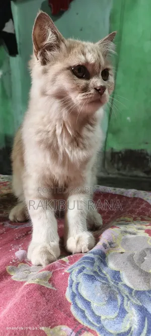 ৩-৬ মাসের স্ত্রীলিঙ্গের মিক্সড ব্রিড বেঙ্গল