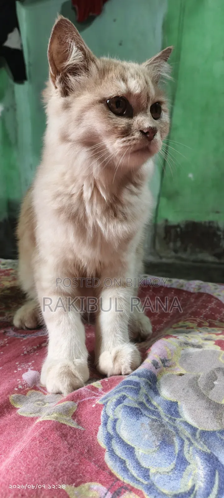 ৩-৬ মাসের স্ত্রীলিঙ্গের মিক্সড ব্রিড বেঙ্গল