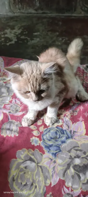 ৩-৬ মাসের স্ত্রীলিঙ্গের মিক্সড ব্রিড বেঙ্গল