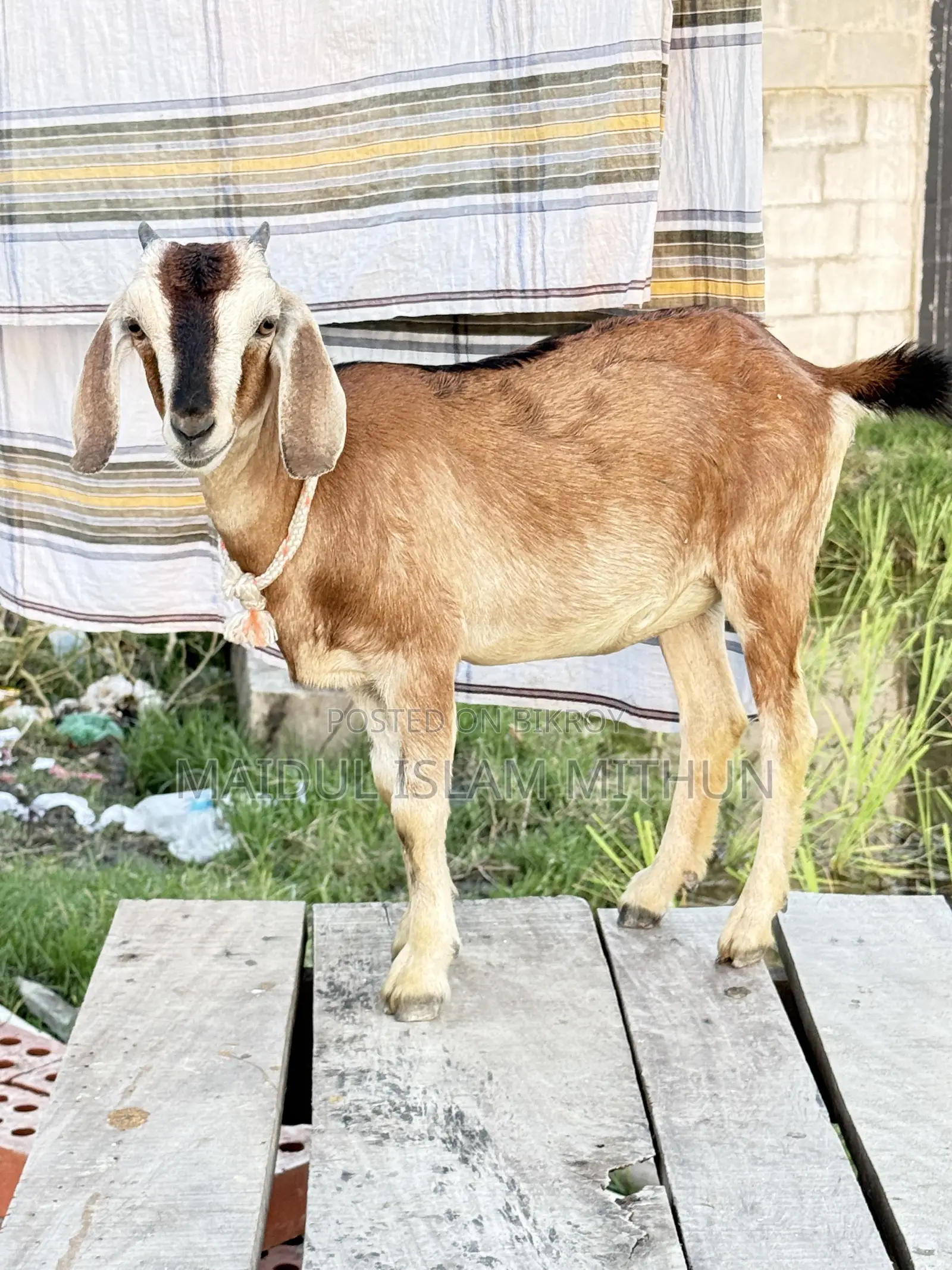 2 local Black Bengal goats will be sold.