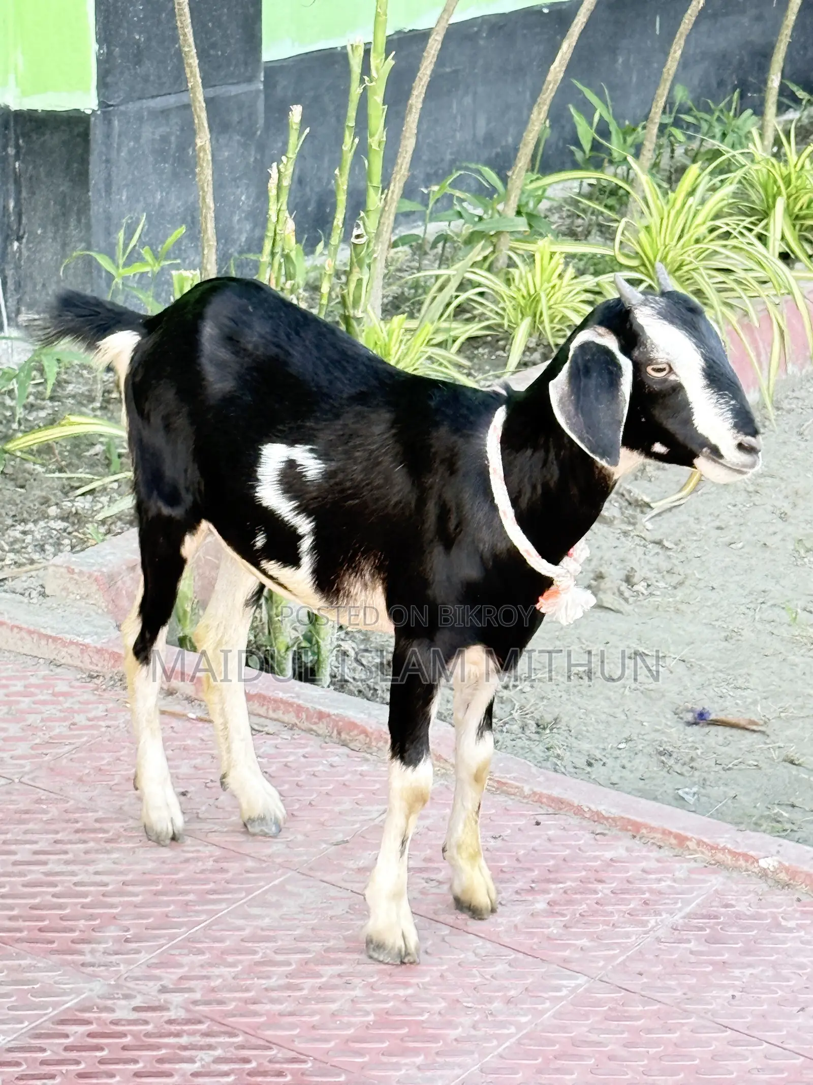 2 local Black Bengal goats will be sold.