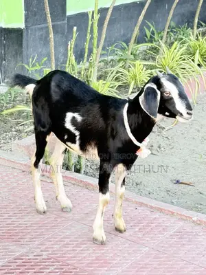 2 local Black Bengal goats will be sold.
