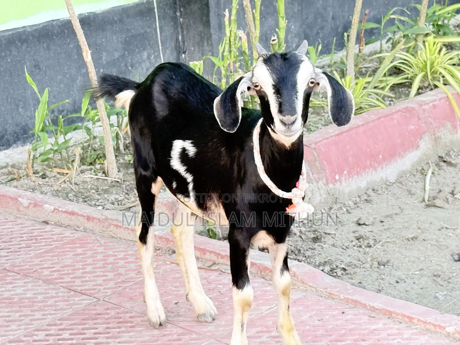 2 local Black Bengal goats will be sold.
