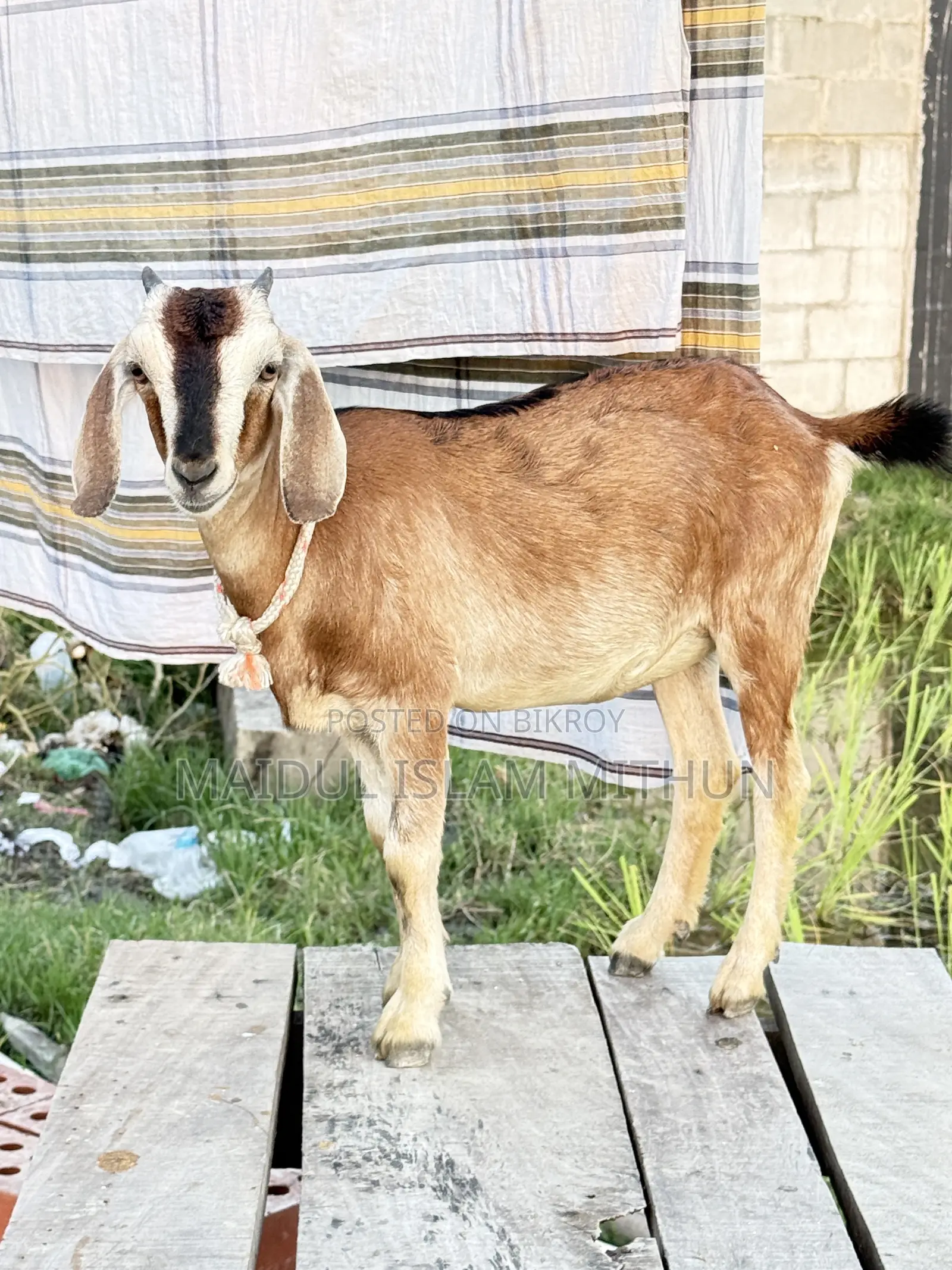 2 local Black Bengal goats will be sold.