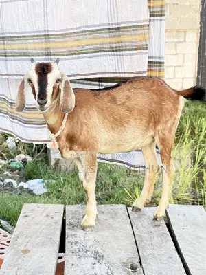 2 local Black Bengal goats will be sold.