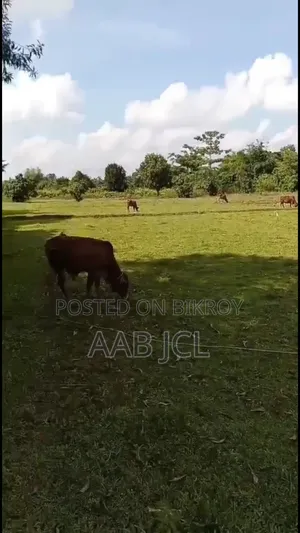 বড় নিষ্কন্ঠক জমি বিক্রয় হবে