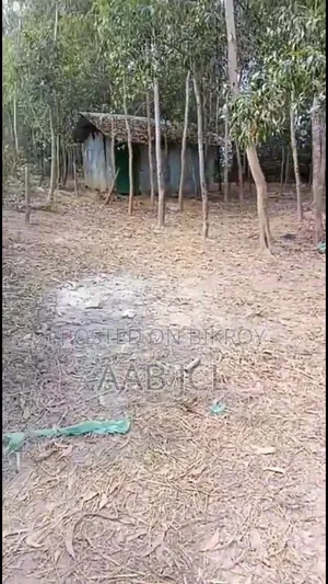 বড় নিষ্কন্ঠক জমি বিক্রয় হবে
