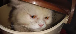 1+ year Male Purebred Persian