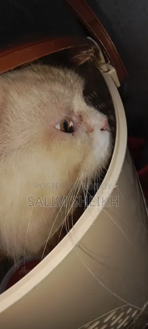 1+ year Male Purebred Persian