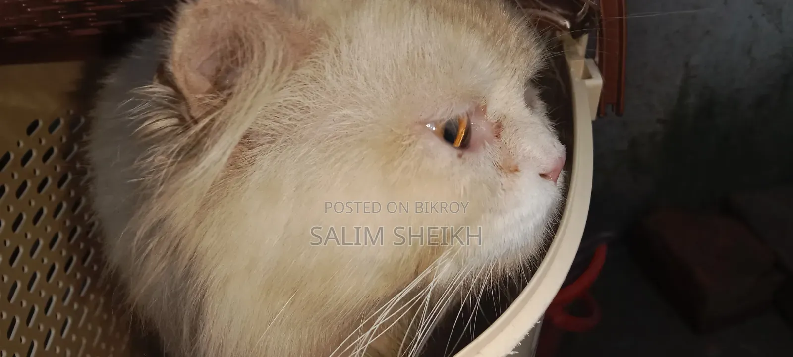 1+ year Male Purebred Persian