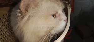1+ year Male Purebred Persian