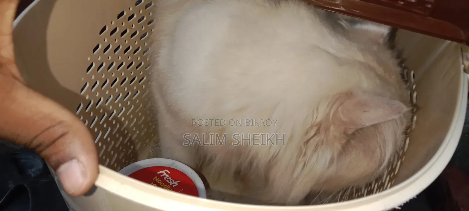 1+ year Male Purebred Persian