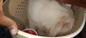 1+ year Male Purebred Persian