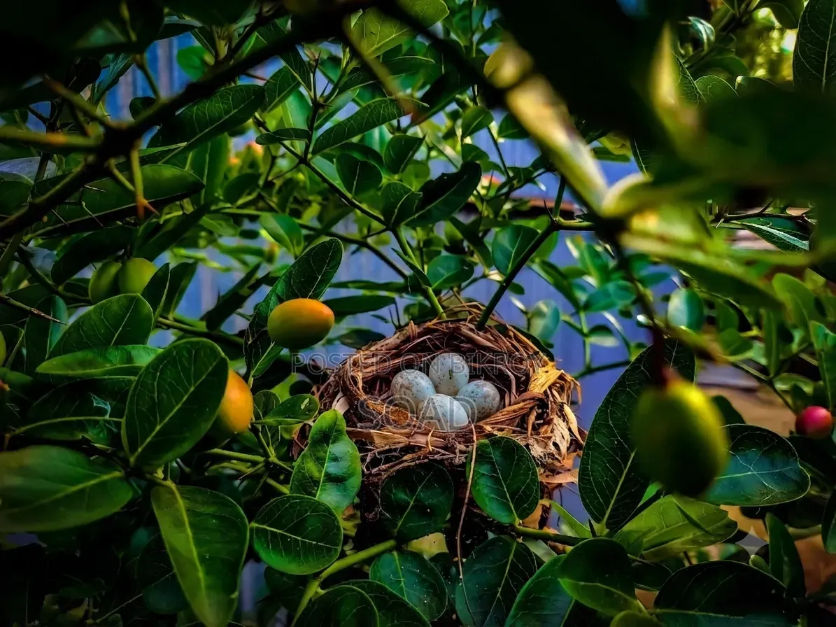 স্যামসাং মনিটর