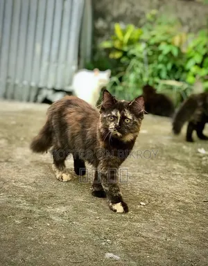 1-3 months Female Purebred Persian