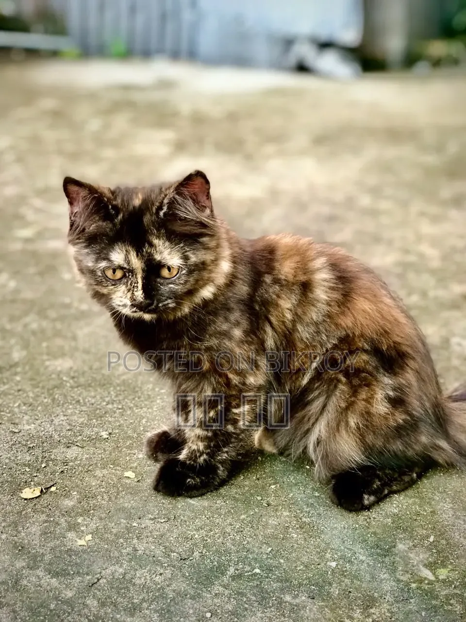 1-3 months Female Purebred Persian