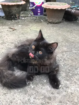 1-3 months Female Purebred Persian